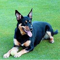 Australian Kelpie in Black and Tan | Globerove