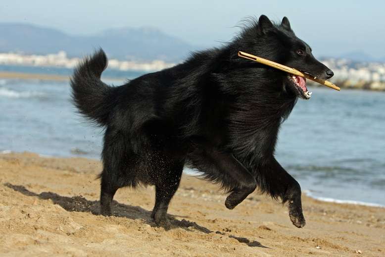 http://globerove.com/wp-content/uploads/2010/03/Belgian-shepherd.jpg