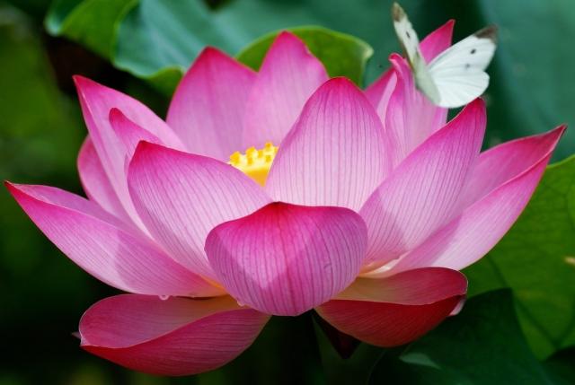 http://globerove.com/wp-content/uploads/2010/03/Egyptian-Lotus-Flower.jpg