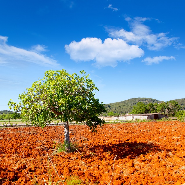 Brown+Turkey+Fig+Tree+Care ... Fig Tree Propagating http://globerove.com/turkey/brown-turkey-fig-tree