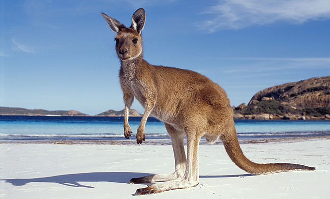 Download this Kangaroo Island Interesting Facts picture