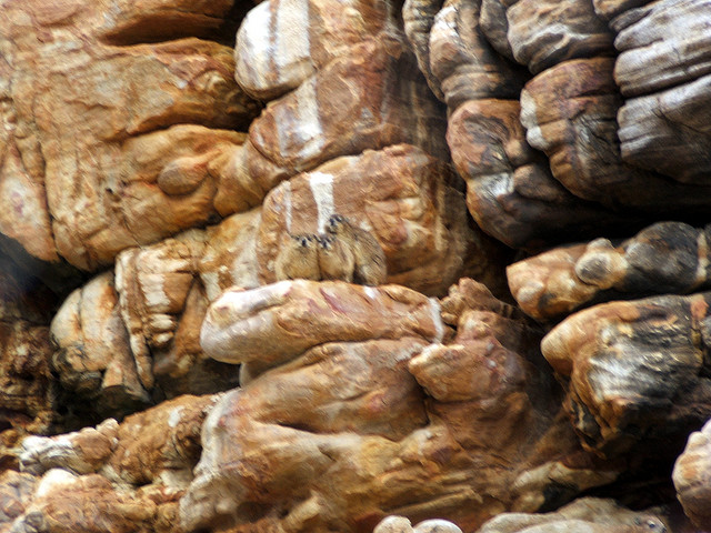 rock dassie elephants