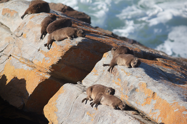 rock dassie sun bathing