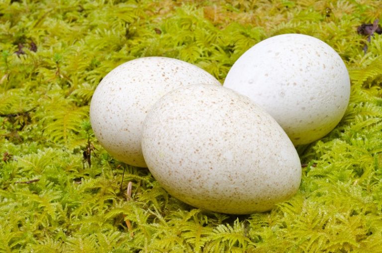 Wild Turkey Eggs •