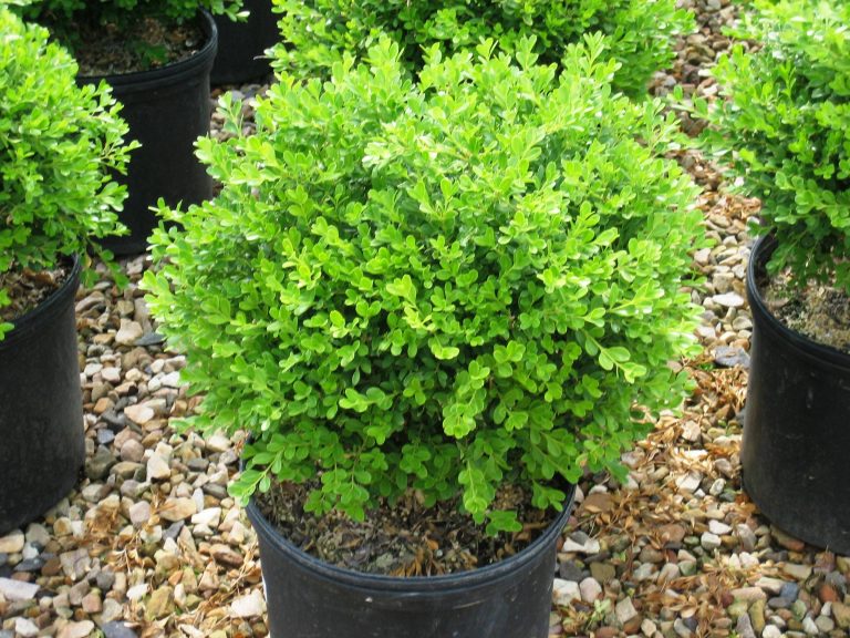 Korean Boxwood •