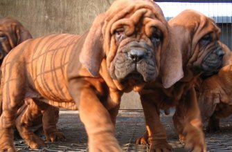 Korean Mastiff. Mee Kyun Dosa or the Dosa Inu