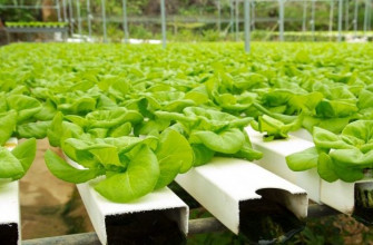 Hydroponic Equipment South Africa