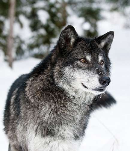 Norway Wolves