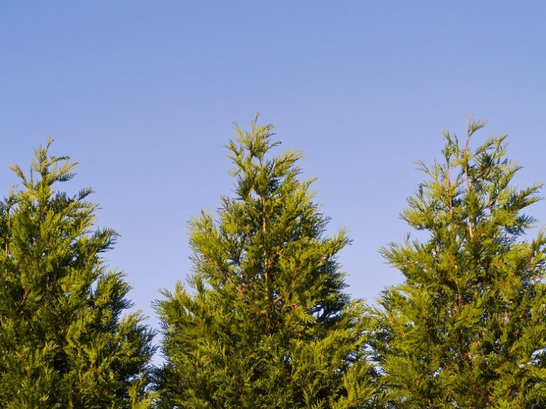 Spacing Norway Spruce •