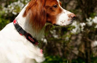 Irish setter
