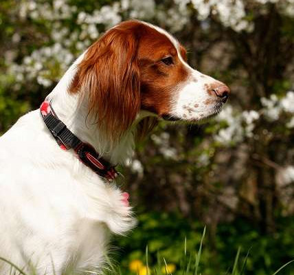 Irish setter