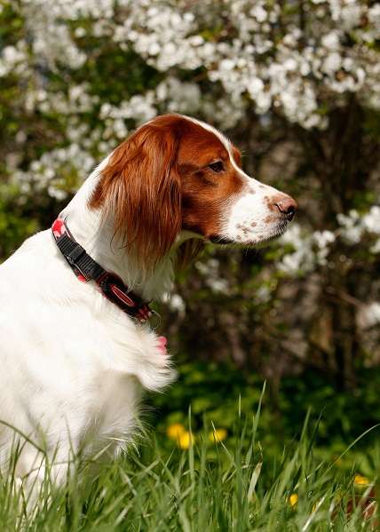 Irish setter