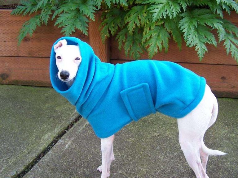 Italian Greyhound Jackets •