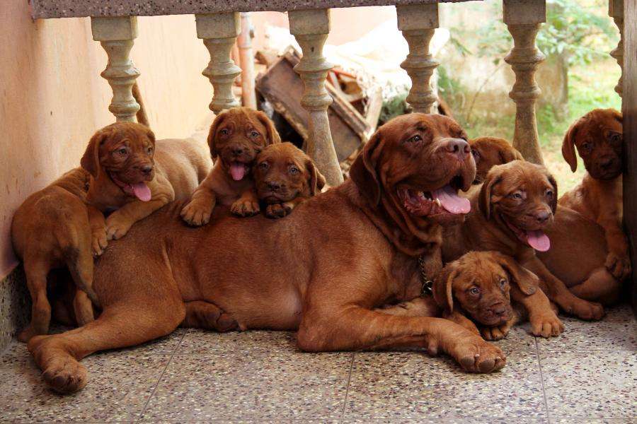 French Mastiff Puppies Globerove Com