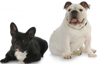 French Bulldog Puppies