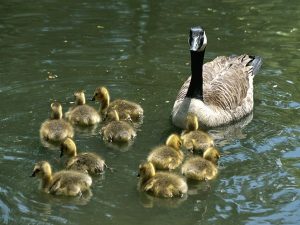 Canada Goose Facts • Globerove.com