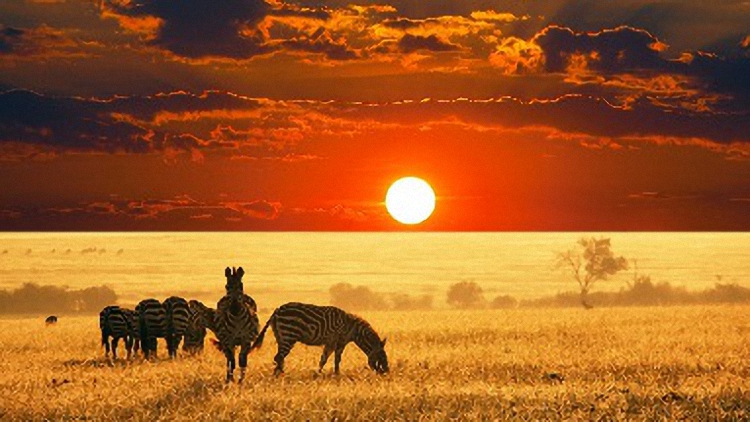 Safari in Africa