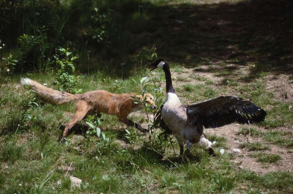 Canadian Geese Dangerous Attacks Globerove canadian-geese-dangerous-attacks-globerove