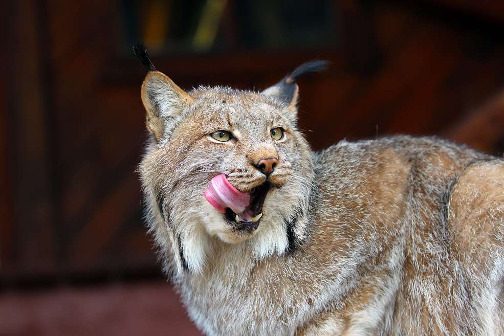 Canadian Lynx Breeders •