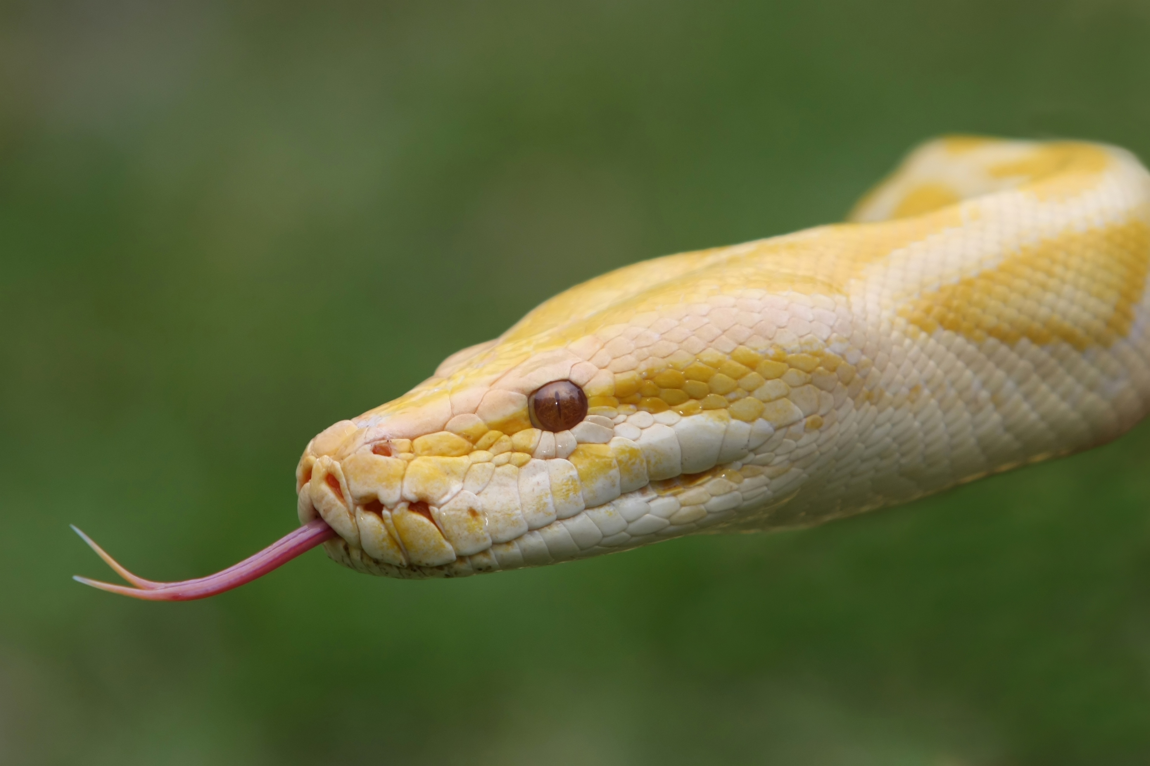Почему змея высовывает. Тигровый питон альбинос. Эскулапов полоз альбинос. Желтая змея. Желто белая змея.