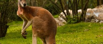 Kangaroo Hunting in Australia
