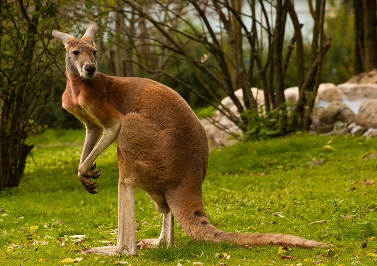 Kangaroo Hunting in Australia