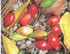 Colorful rainforest fruits