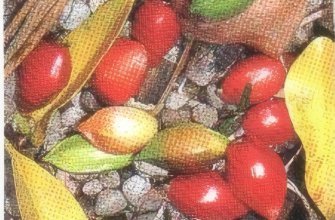 Colorful rainforest fruits