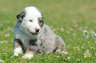 Australian Stumpy Tail Cattle Dog