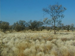 Australian Grasslands Globerove.com