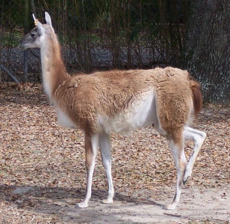 Argentina Native Animals • Globerove.com