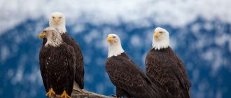 American Bald Eagle Feathers Uses
