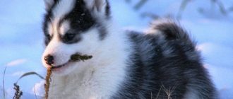 Canadian Eskimo Dog Breeders