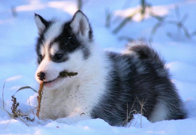 Canadian Eskimo Dog Breeders
