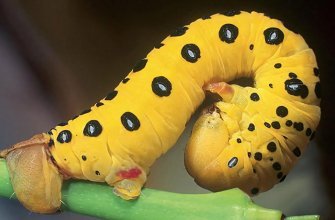 Caterpillars of South Africa