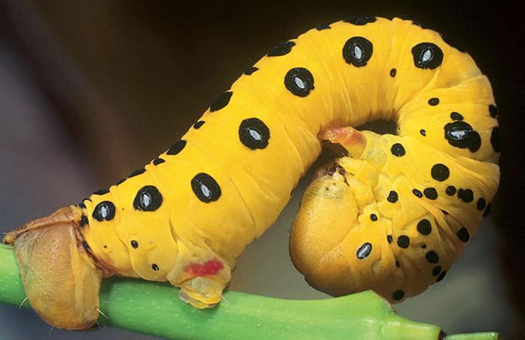Caterpillars of South Africa