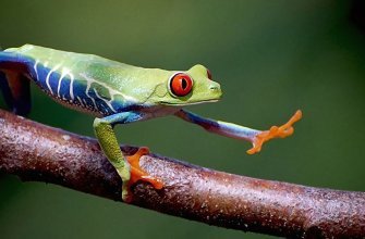 Cuban Tree Frog