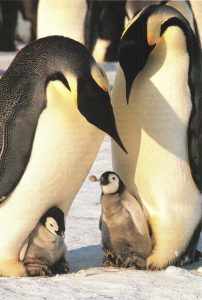 Emperor penguin chicks