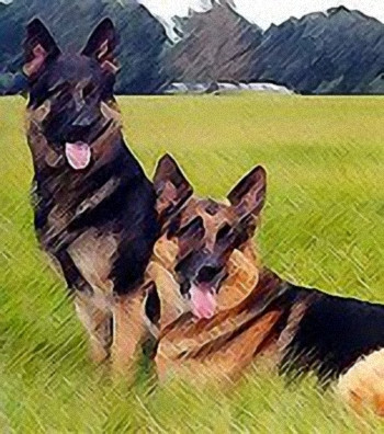 German Shepherd Art