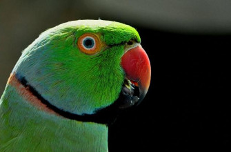 Ringneck Parakeet