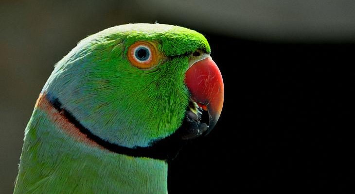 Ringneck Parakeet