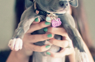 Italian Greyhound Breeders