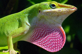 Native Jamaican Animals