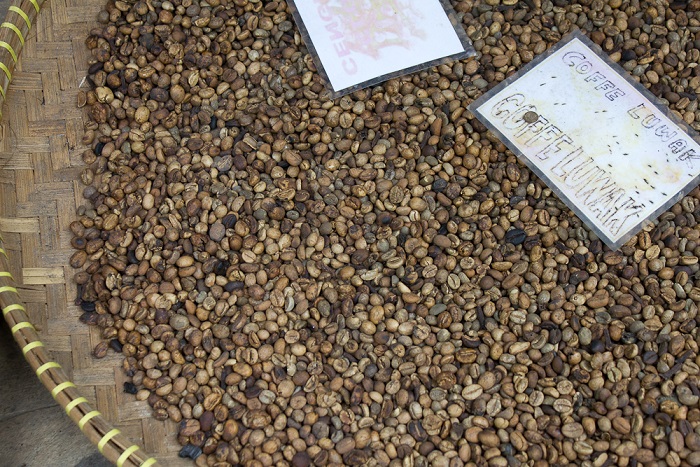 Kopi Luwak Beans