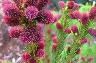 Picea abies ‘Rubra Spicata’