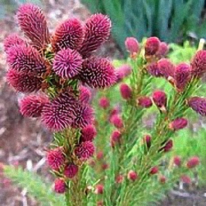 Picea abies ‘Rubra Spicata’