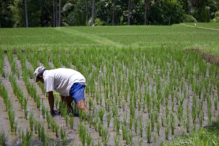 Rice fields