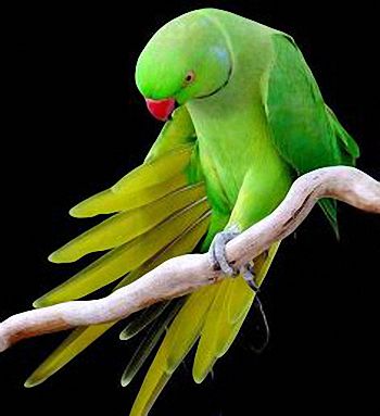 Ringneck Parakeet