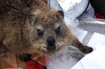 South African Rock Dassies
