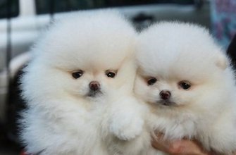 Pomeranian Puppies